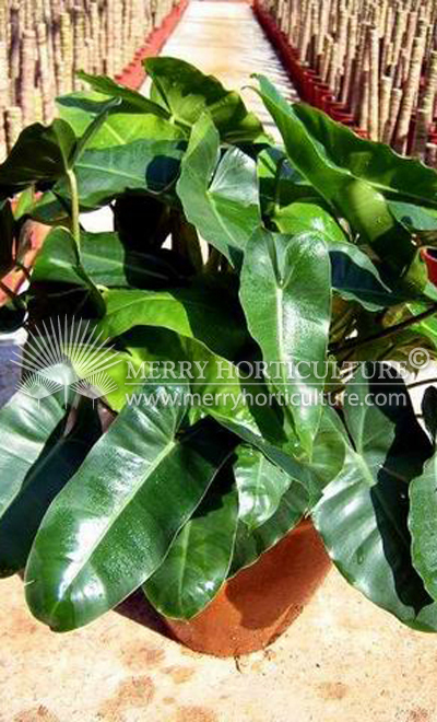 Philondendron congo